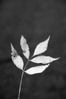 Black and white close-up of a delicate leaf against a dark background photo