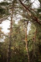 Lush forests featuring tall pine trees under a cloudy sky in autumn photo