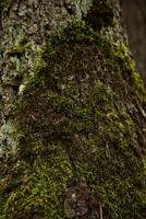 Moss-covered tree bark showing vibrant green life in a forest setting photo