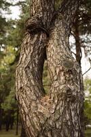 Unique intertwined tree trunks in a serene forest setting during daytime photo