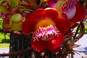 The Sri Lankan sala trees are in full bloom in the Bangkok Thai Garden, a public park. photo