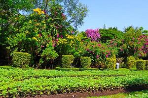 A beautiful short bonsai tree decorated in the Royal Park Rama IX, Bangkok, Thailand. photo