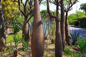 Cactus family with sharp thorns in the garden of Bangkok, Thailand, public park photo