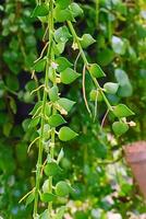 Potted leaf plants hanging inside the building and public park photo