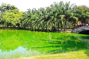 Lake and Tree beautiful nature in garden park Thailand beautiful nature photo