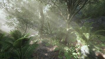 Lush forest landscape with sunlight filtering through trees at midday photo