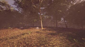 Serene forest landscape with sunlight filtering through trees at dawn photo