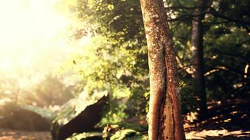 Sunlight Filtering Through Tropical Forest in Fog photo