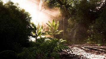 Sunlight filtering through trees in a lush tropical rainforest during daytime photo