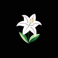 Lily flower on a black background vector