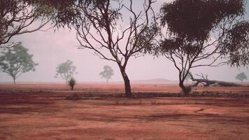 A rural landscape with trees in a vast open field photo