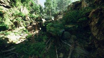 A view of a rocky cliff with lots of trees growing out of it photo