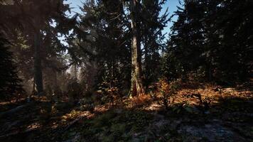 View in to tall pine trees on a summers day photo
