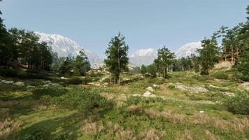 A serene landscape with trees and mountains in the background photo