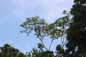 Tree Canopy Silhouetted Against Blue Sky photo
