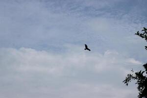 falcon flying in the sky photo