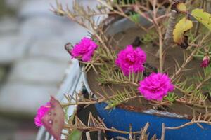 Bright moss rose flowers bloom in a blue container photo
