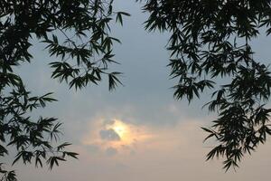 A fresh bamboo leaf, smooth and pointed, with a soft, glossy surface catching the light photo
