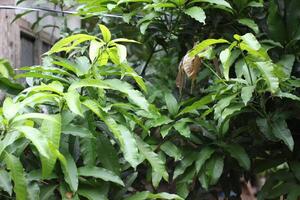 Mango Tree leaves with Dew Drops photo