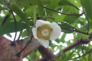 White flower of Dillenia indica or Elephant apple blooming and green leaves background in Bangladesh. Another name is Chulta photo