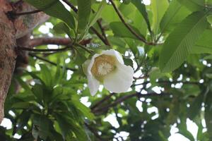 White flower of Dillenia indica or Elephant apple blooming and green leaves background in Bangladesh. Another name is Chulta photo