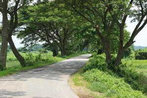 A tree lined rural road photo