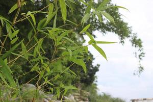 Whispers of Bamboo photo