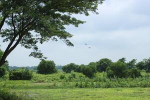 Two birds flying in open sky photo