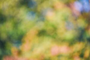 Autumn defocus light background. The blurred leaves of the trees are yellow, red and green photo