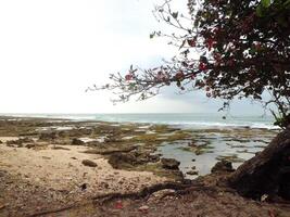 A tree on the beach with a view of the ocean photo