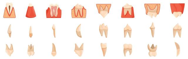 Dog teeth anatomy icon set. Different types and stages of tooth decay and damage, showing gums and roots vector