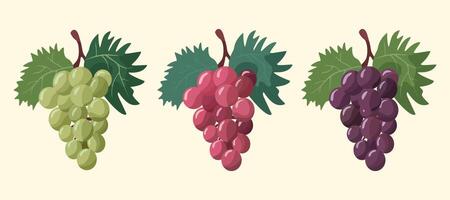 Grapes, illustration Set of bunches of grapes purple, red, green colour on a branch with leaves. Isolated on a light background vector