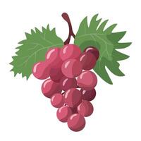 Bunch of juicy grapes with leaves in on white background vector
