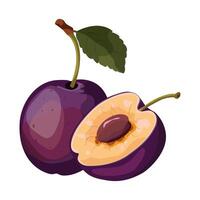 Plum isolated on white background.Bright illustration of whole plum with green leaf and half plum. Sweet Fruit. illustration. vector