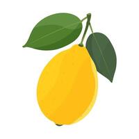 Whole lemon with green leaves . Isolated illustration on white background. vector
