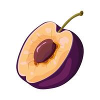Plum isolated on white background. Bright illustration of half a plum . Sweet, juicy, healthy fruit. illustration vector