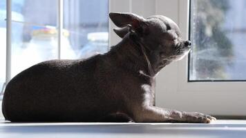 A close-up image shows a cute Chihuahua puppy relaxing on the floor video