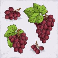 Hand drawn set of sweet red globe, flame seedless, crimson seedless grapes with green leaves vector