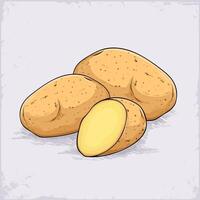 Hand drawn set of full and half cut healthy organic golden potatoes isolated on white background vector