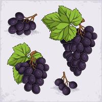 Hand drawn set of tasty concord, kyoho, thomcord blueish deep purple grapes with green leaves on top vector