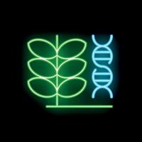 Neon icon of wheat and dna representing genetically modified crops vector