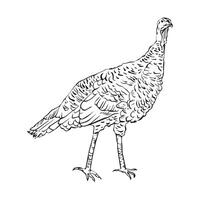 Turkey drawn in graphic style. Turkey. Symbol of the holiday. Thanksgiving Day. One solid line on a white background. vector