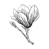 Magnolia drawn in graphic style, Magnolia branch flower. vector