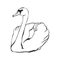 Swan bird on water surface in continuous line art drawing style. Black linear sketch isolated on white background. illustration vector