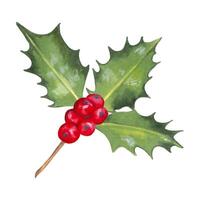 Christmas holly branch with red berries.Illustration with watercolors,markers.Hand drawn isolated art. Clipart for the winter holidays for the New Year.Design element for wreaths, patterns and frames vector