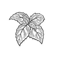 Basil branch in line drawing style vector
