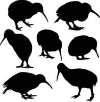 kiwi bird isolated on a white background. vector