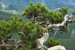 Crooked mountain pine, tree growing on a steep cliff. Mountain landscape photo