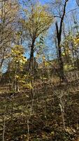 Ruins of a medieval castle overgrown with autumn forest. Grodno Castle, Poland photo