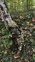 Autumn mushrooms growing on a tree trunk photo
